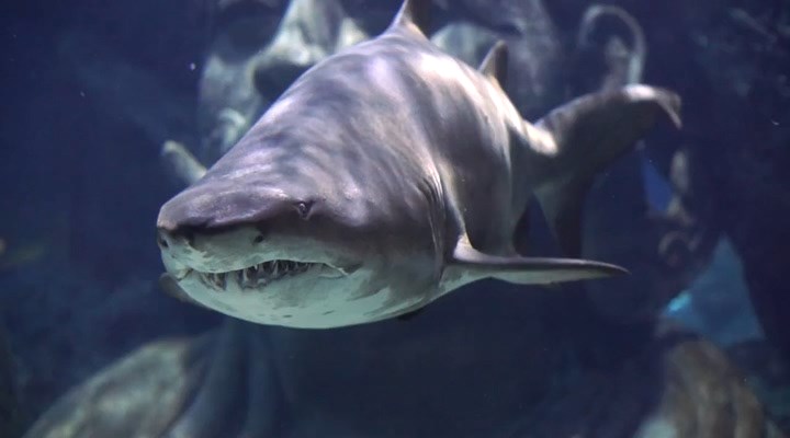 Нажмите для просмотра в оригинальном размере